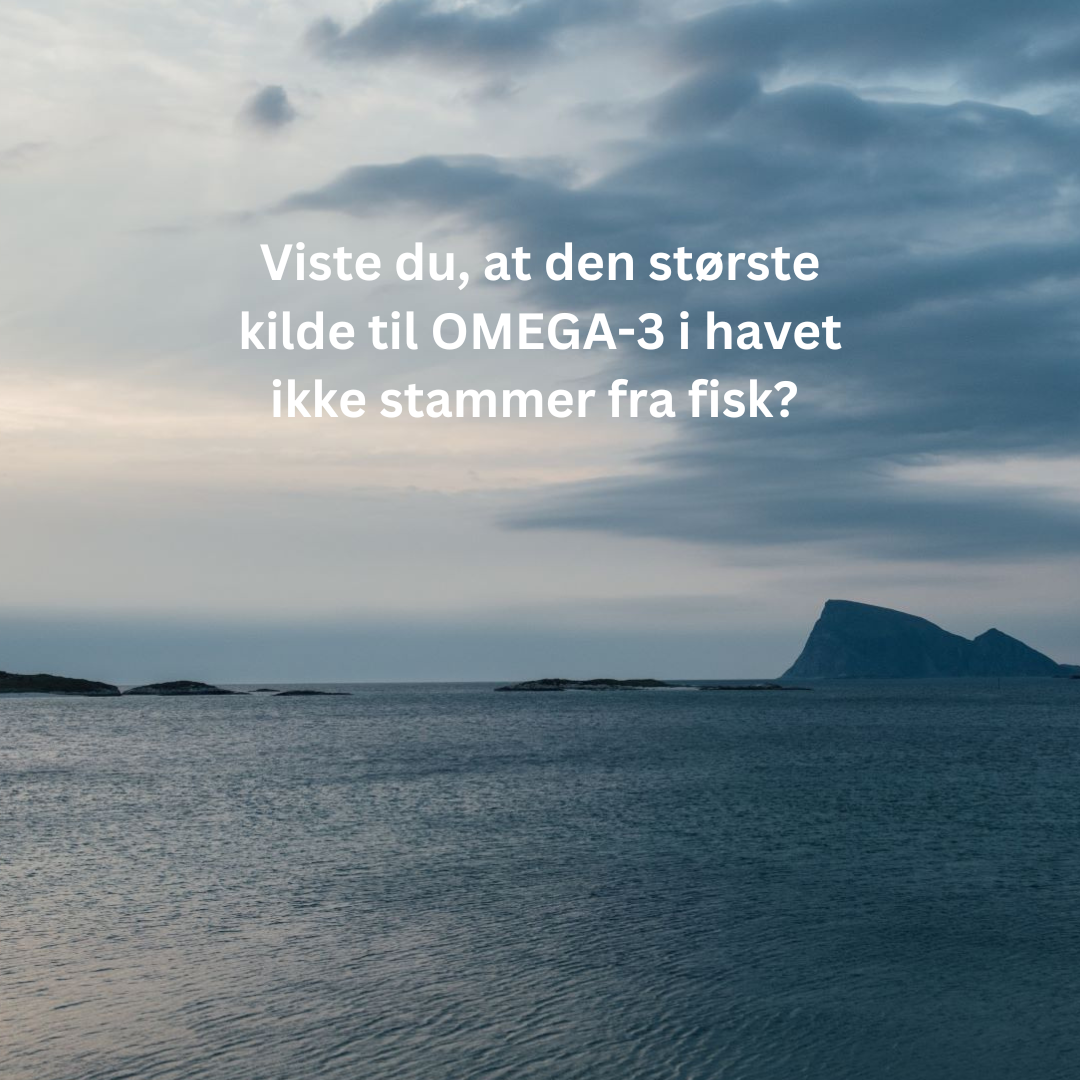 Vidste du at den største kilde til omega-3 ikke stammer fra fisk?